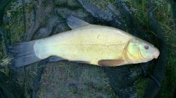 Well proportioned Tench