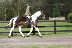 Adult riding lessons in Hampshire