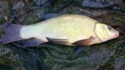 There are a lot of Tench